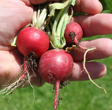 Post image for First Garden Goodies for 2010