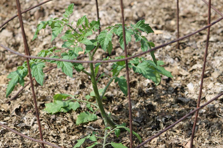 Post image for Tomato Planting Time