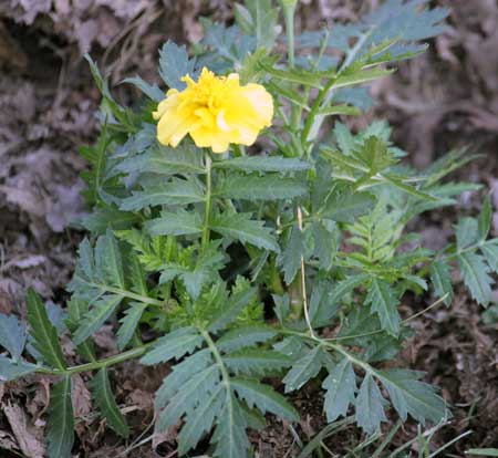 Post image for Do Tomatoes Like Marigolds?