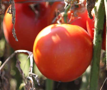 Post image for Tomato Disease Resistance Codes Decoded