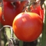 Thumbnail image for Tomato Disease Resistance Codes Decoded